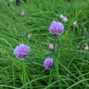 Allium schoenoprasum ---